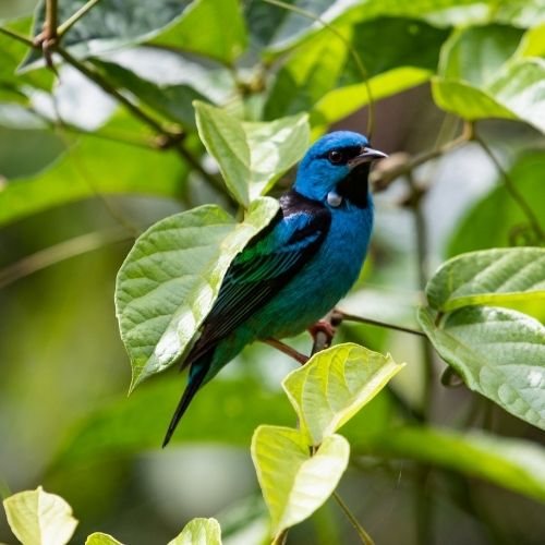 Test The Blue Bird Happy Woman Natalia Kobylkin